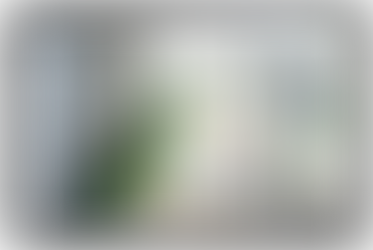 Why Routine and Environment Matter for Pet Birds