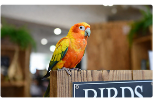 From Budgies to Macaws: How Much Does a Talking Parrot Cost?