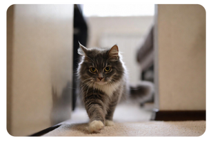 When Overgrooming Signals a Serious Issue