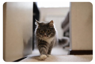 When Overgrooming Signals a Serious Issue