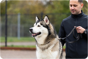 Why Are Huskies So Difficult to Train?