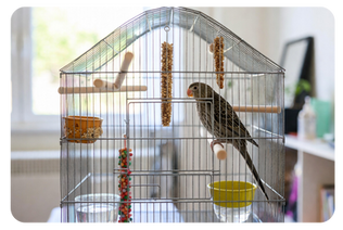 Why Cage Setup Plays a Major Role in a Bird’s Health and Behavior