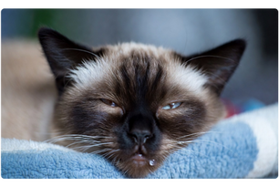 Is It Normal? Why Is My Cat Drooling?