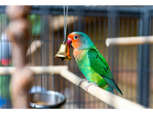 The Perfect Home: A Guide to Choosing the Right Bird Cage