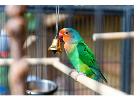 The Perfect Home: A Guide to Choosing the Right Bird Cage