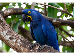 The Giants of the Sky: What is the Largest Parrot in the World?