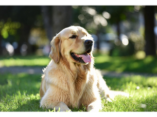 Why Is My Dog Panting? Understanding the Canine Air Conditioner