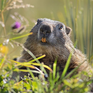 marmot-7338830_1920.jpg