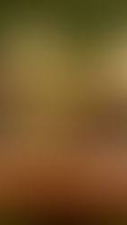 Easter egg 2026: Casa Bauducco com Carole Crema