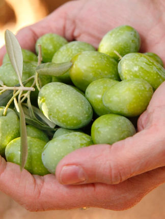 California Ripe Olives aposta no Brasil com azeitonas gourmet e produção familiar