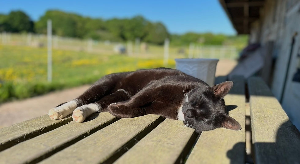 A cat sleeping on a bench