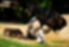 Africano sitting with hoof on head 1.jpg
