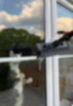 Window Cleaning Cat Kitten