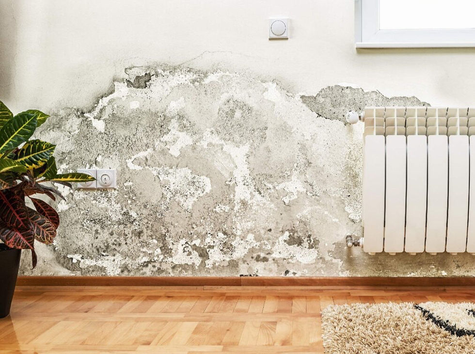 Bishop's Stortford Independent Damp Survey