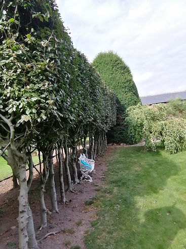 After image, trees tidied up