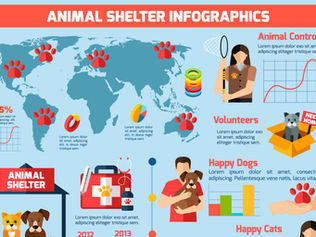 How Non-Profits Can Leverage Infographics for Impactful Messaging