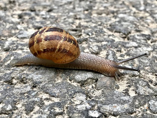 Smartphone nature photography: snail crawling across a road