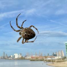 Smartphone nature photography: large spider on a web against blue sky, with River Thames and London skyline below
