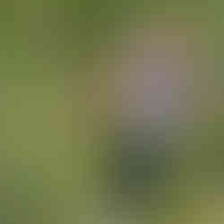 Pigeon Forge, Tennessee