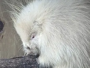 Albinism in Animals