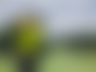 How Beginners Can Easily Hone Their Golfing Skills