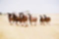 Equine Images and Equipment.jpg