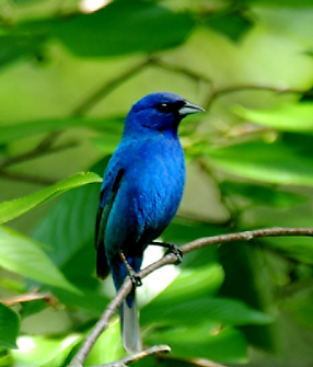 Bunting, Indigo 2x3.png