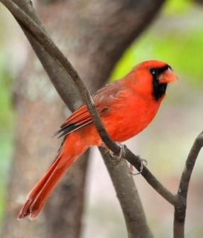 Cardinal, Northern 2x3.JPG
