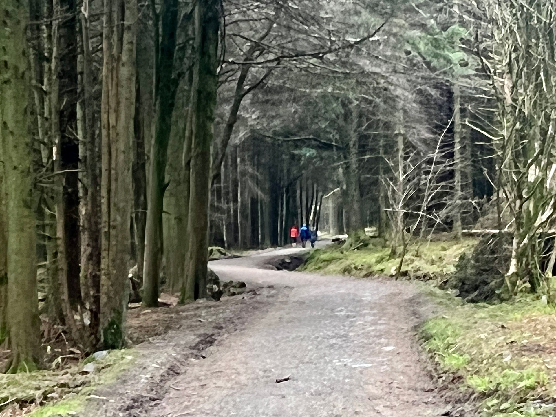 Nice forest walk at the start.