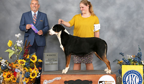 Greater Swiss Mountain Dog Breeder | Land's End Swissies | Freetown