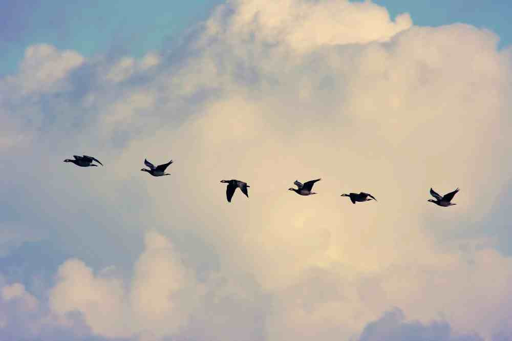 Migrating Birds has learned how to copy, learn/adapt, and cope.