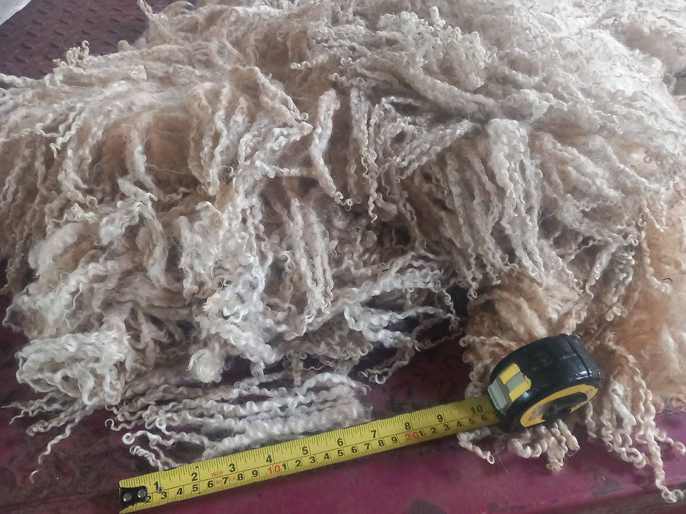 Thumbnail: White Wensleydale Curls