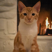 DSC_0200.jpg
