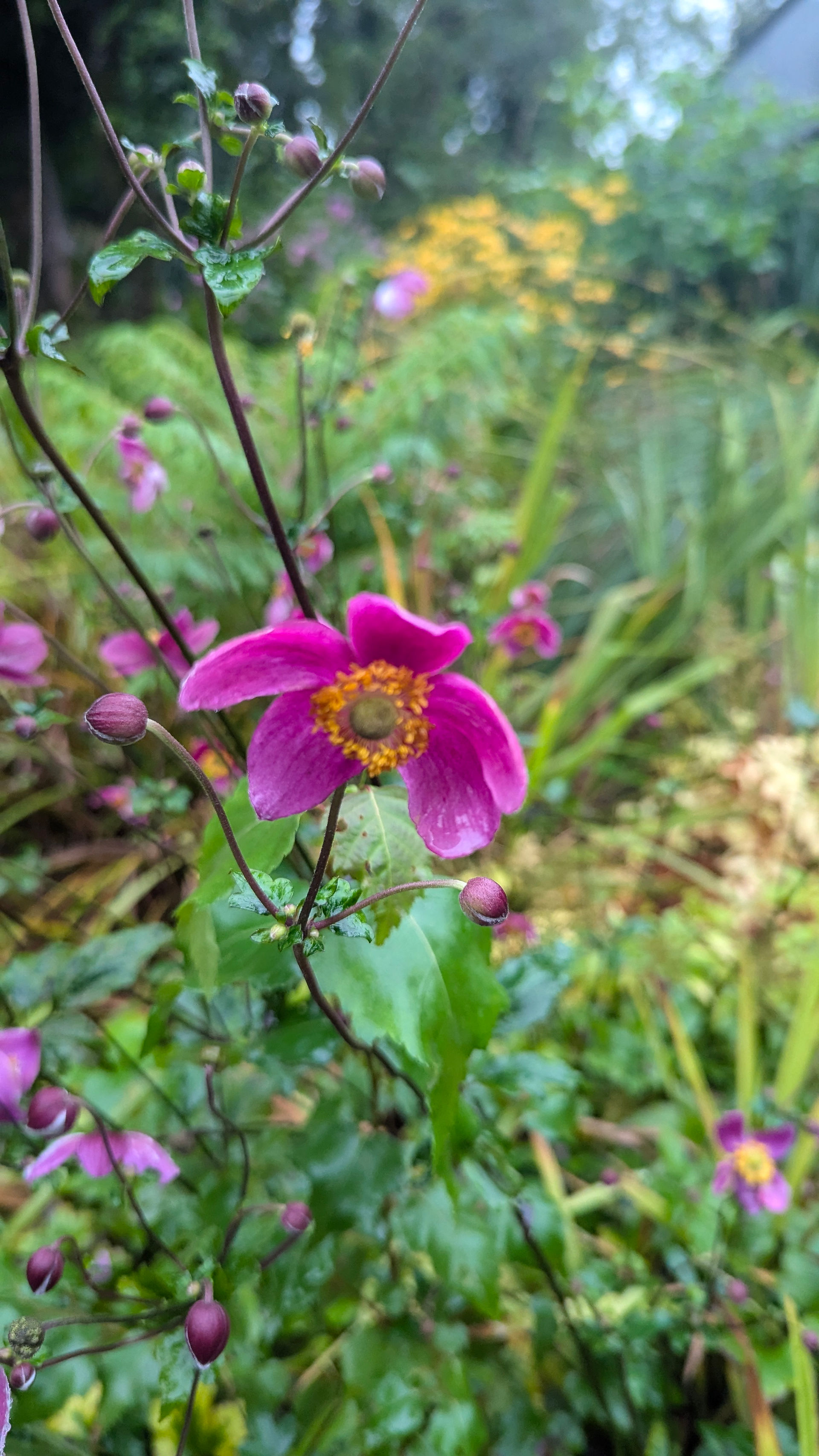 Wild Flowers at Penllergare