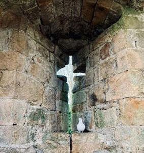 Dove sat on window at Whittington Castle