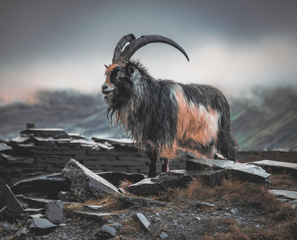 Snowdonia / Eryri Walking Weekender