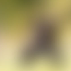 3 Matinées Stage de Taiji Quan