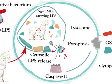 [Article] Trojan Horse Effect of Biologically Aged Microplastics-An Intracellular Carrier of LPS for Licensing Noncanonical Inflammasome Activation