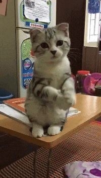 GIF by ViralHog.gif