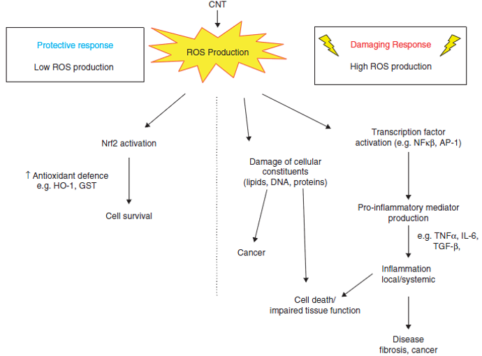 mecanismos de toxicidade nanotubos de