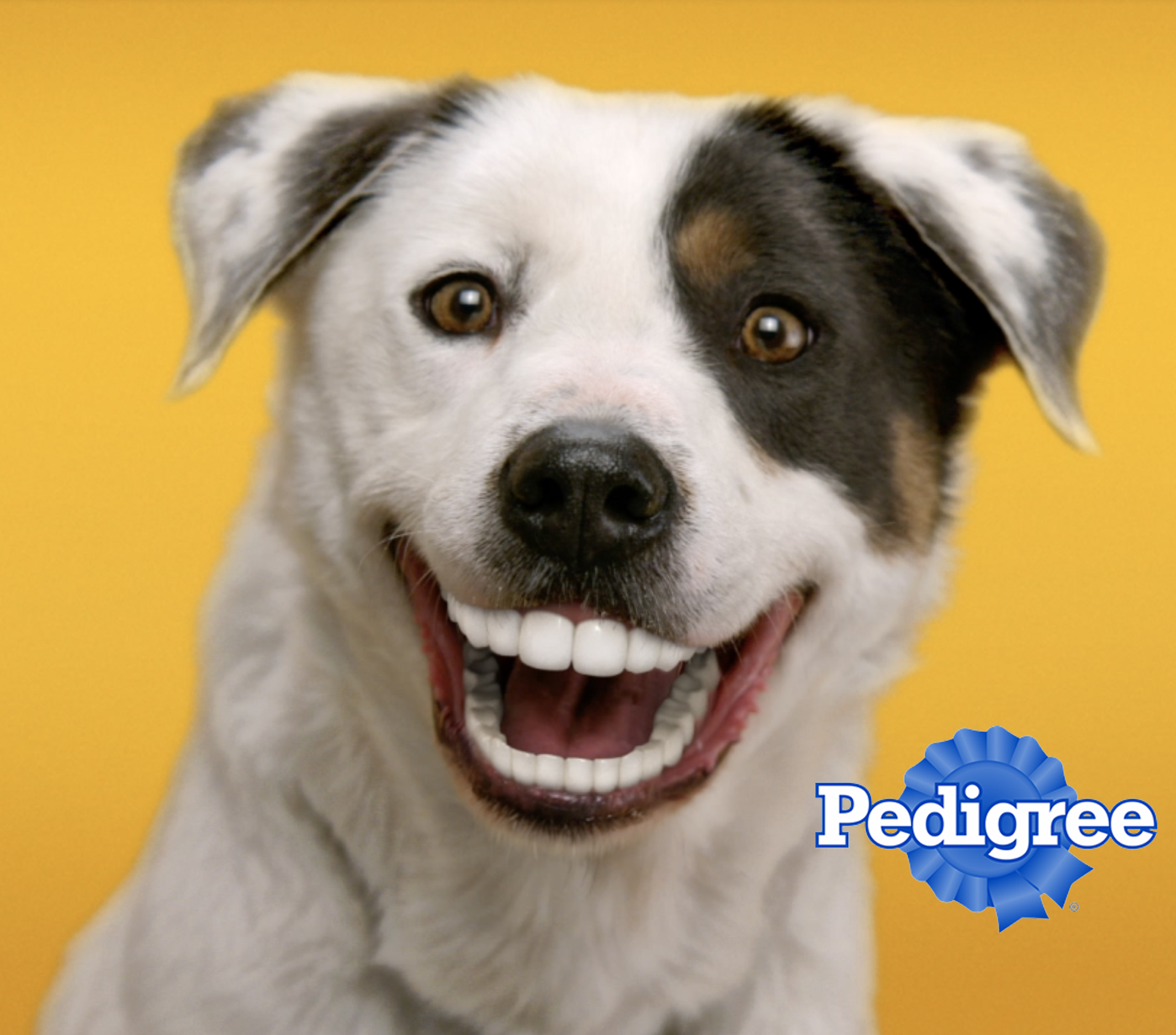 pedigree-dyd