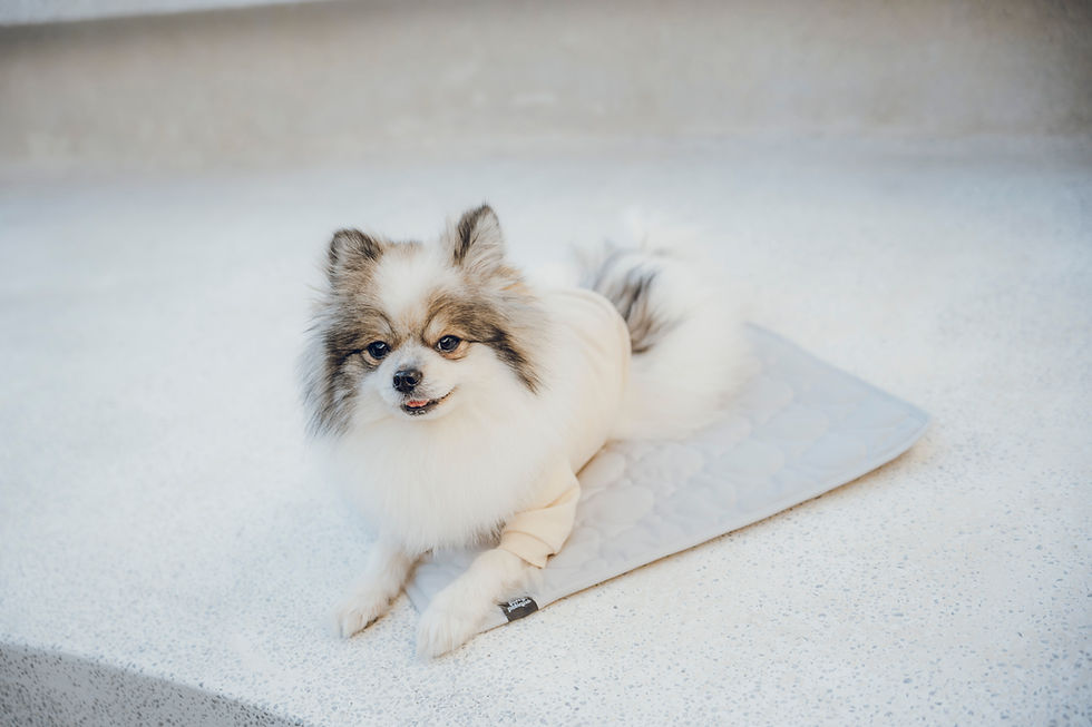 サムネイル： キャンプ用クマのアドベンチャーマット