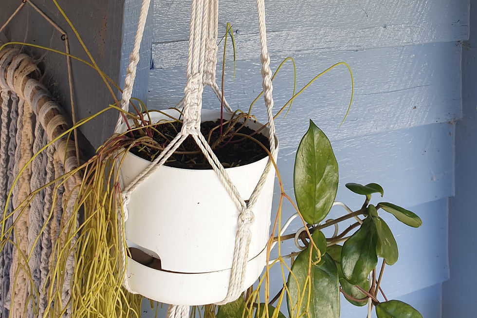 Macrame Workshop - Plant hanger