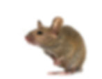 Mouse on white background