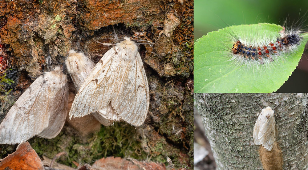 Common Insects That Threaten Your Trees and Landscape