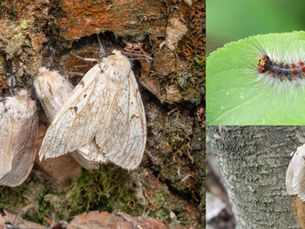 Common Insects That Threaten Your Trees and Landscape