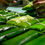 Thumbnail: Suman sa Lihiya