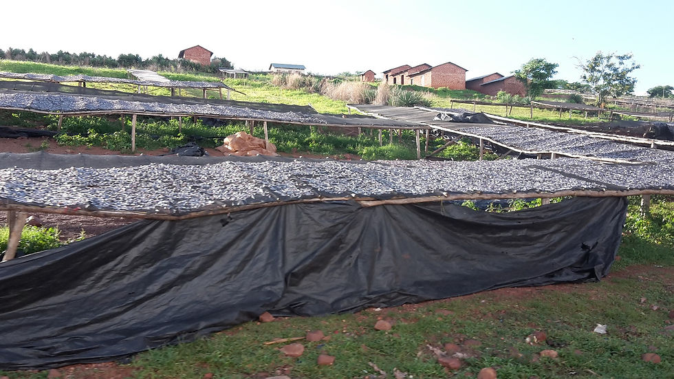 Mazo zivtiņu kaltēšana