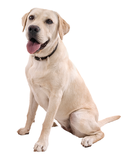 comunicación con animales