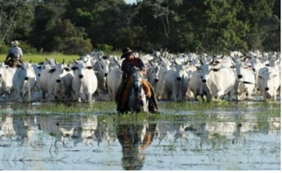 14 - AGROPECUÁRIA - FOTO 1.jpg